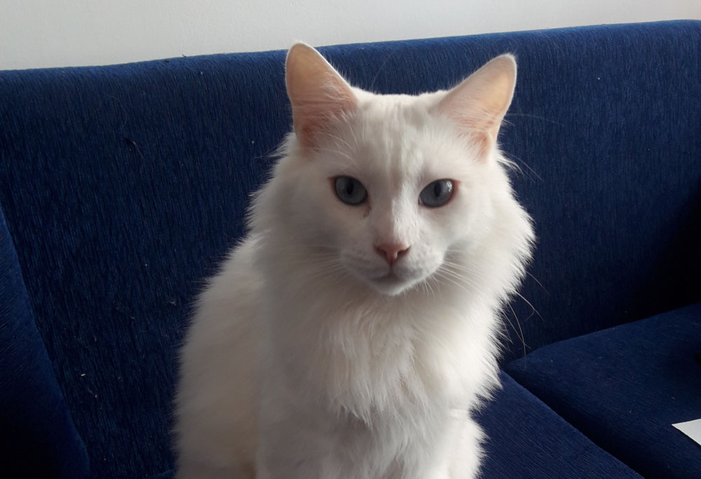 Turkish Angora