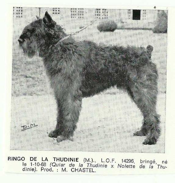 Ringo de la Thudinie | Bouvier des Flandres 