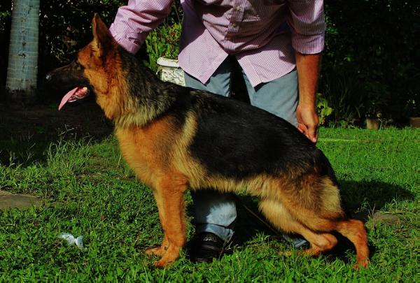 Enzo do Espirito Guerreiro | German Shepherd Dog 