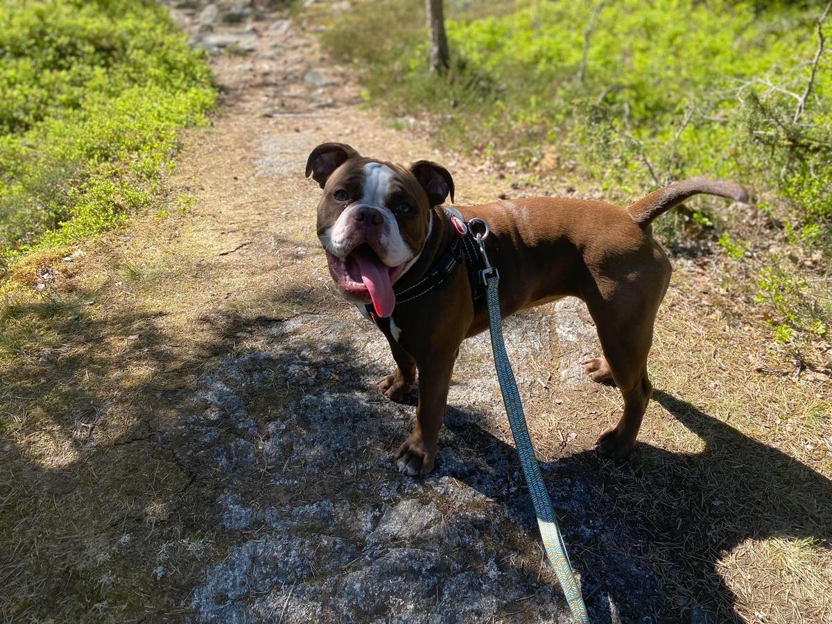 Nordicbulls Ophelia | Olde English Bulldogge 