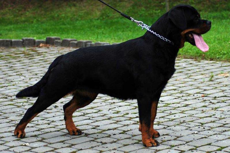 KIRA Vom Hause Haase | Rottweiler 