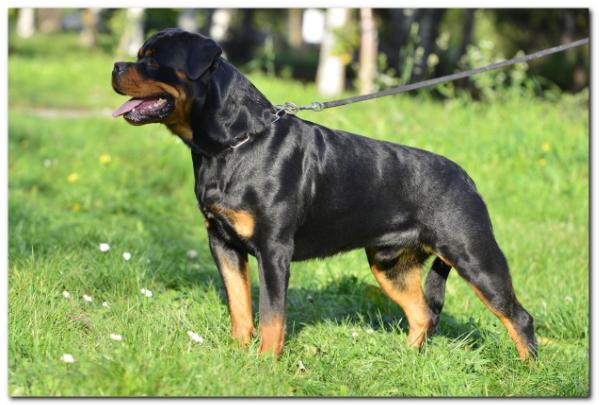 Aramis od Dragicevica | Rottweiler 