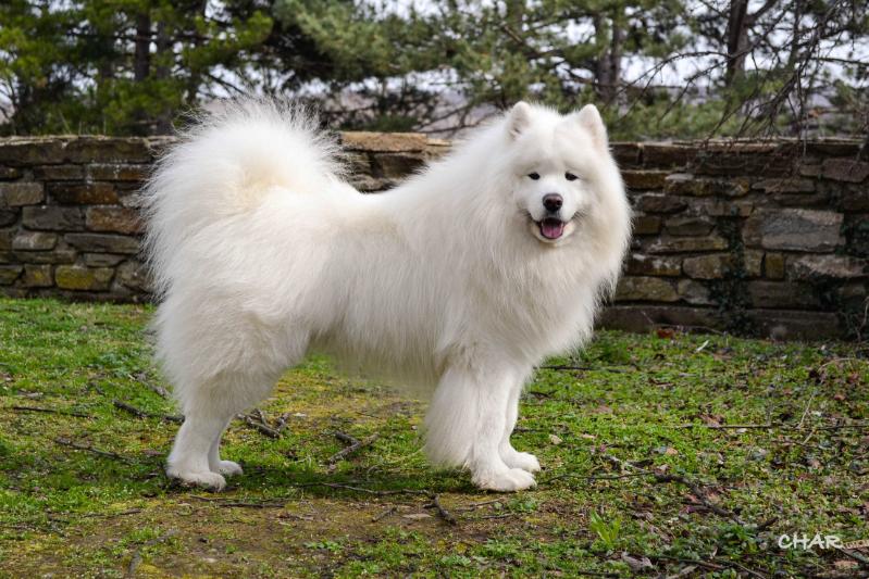 Grand Smile Captain Charmer | Samoyed 