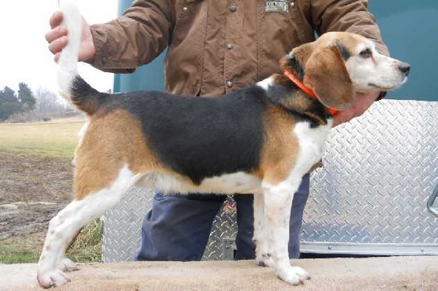 Scrogham's Blackback Corky | Beagle 