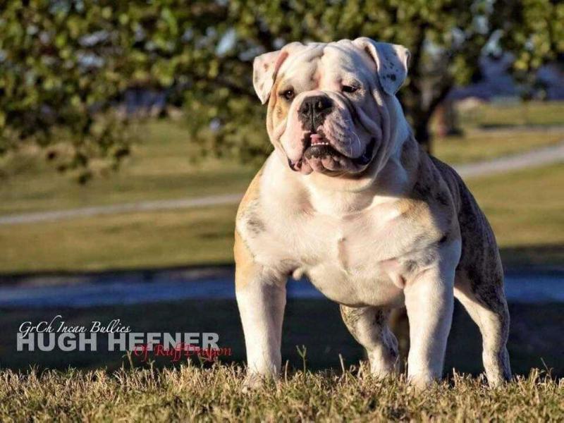 Incan Bullies Hugh Hefner | Olde English Bulldogge 