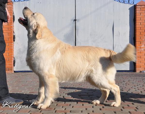 Nelson iz Sokolinogo Gnezda | Golden Retriever 