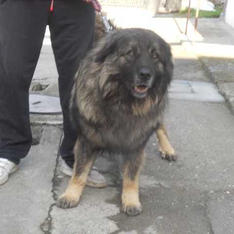 Aris-Murat | Yugoslavian Shepherd Dog-Sarplaninac 