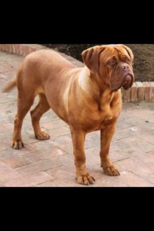 Melody | Dogue de Bordeaux 