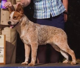 Bendigo Timber Red Racin Hemi | Australian Cattle Dog 