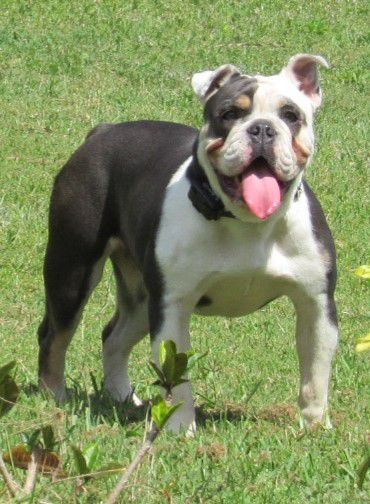 Madd-Bullz' Shades of Blue | Olde English Bulldogge 