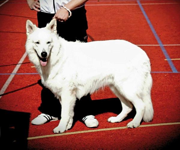 Fenjo-Finley vom Wolfsmond | White Swiss Shepherd Dog 