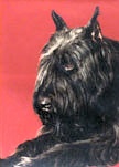 April du Clos des Cerberes | Bouvier des Flandres 