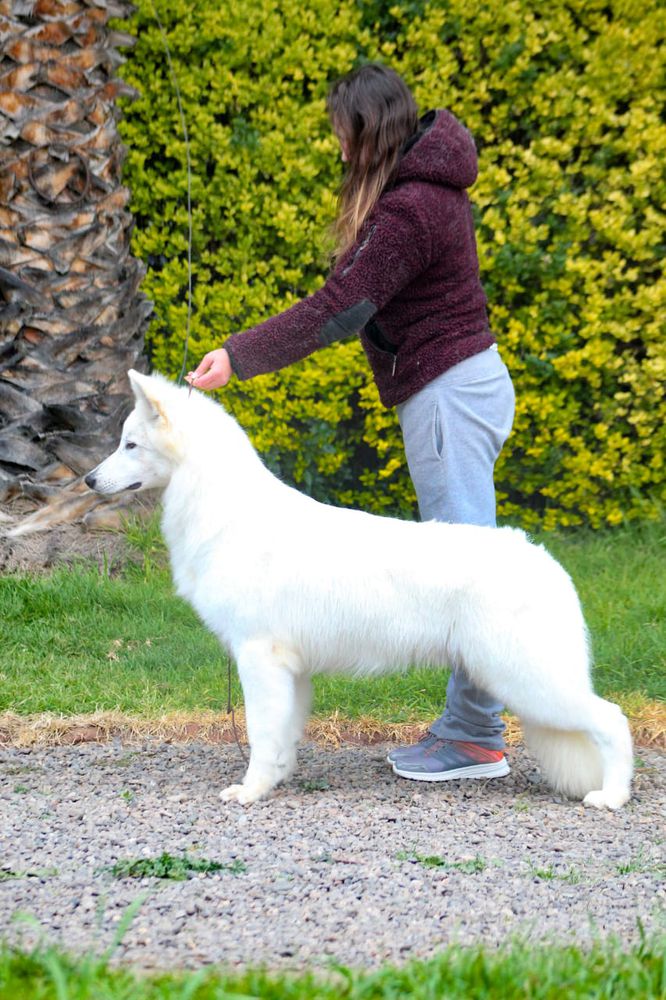 El Brujo De La Condesa del Alba | White Swiss Shepherd Dog 