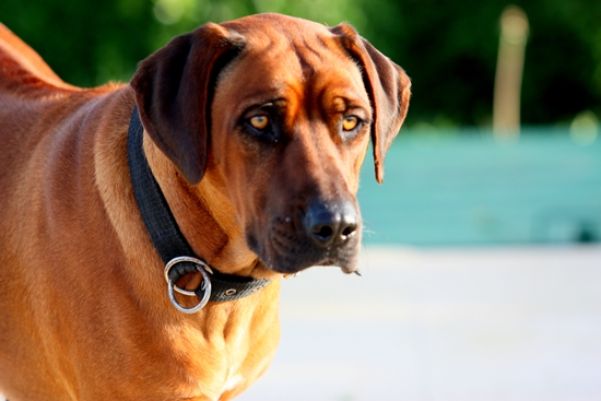 Bisette Of Argos G&amp;C | Rhodesian Ridgeback 