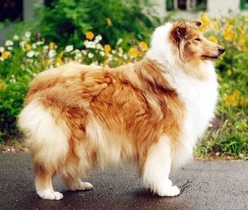 CLEVER EYES SANDY SHARM | Rough Collie 