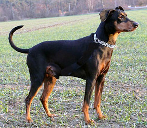 BRIAN vom Blauen Wunder | German Pinscher 