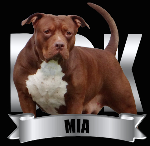 DDK9's Mia | American Pit Bull Terrier 