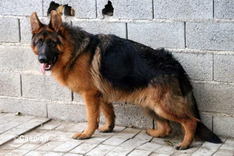 Nanuk von Caspian | German Shepherd Dog 