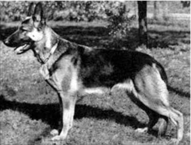 Cilly von Oranien Nassau | German Shepherd Dog 