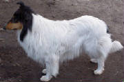 Stirling's Ivory with Black Frost | Rough Collie 