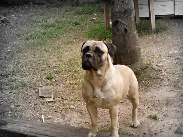 ALIZA MAHIERA EL KAUMA | Bullmastiff 