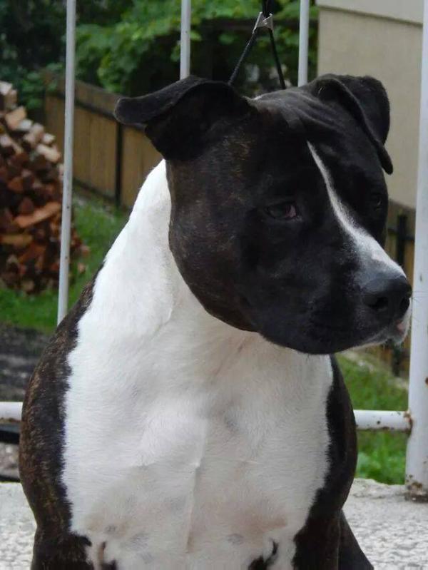 Astra Blue Aurora | American Staffordshire Terrier 