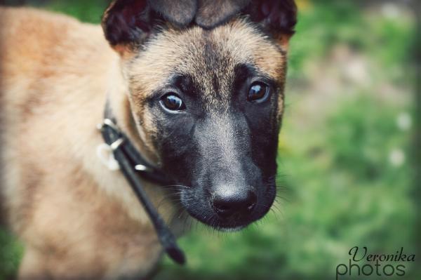 Gabo spod Štrbského štítu | Belgian Malinois 
