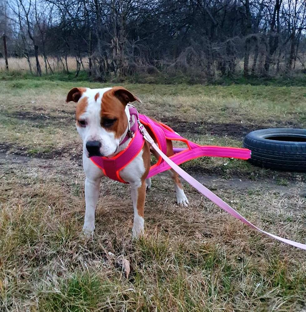 RoseGold Amazing Ashlen | American Staffordshire Terrier 