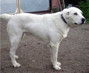 Darstan Hrizantema | Central Asian Shepherd Dog 