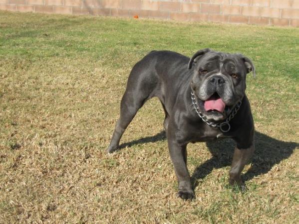 JOYFUL ACRES' BLUE DIAMOND | Olde English Bulldogge 