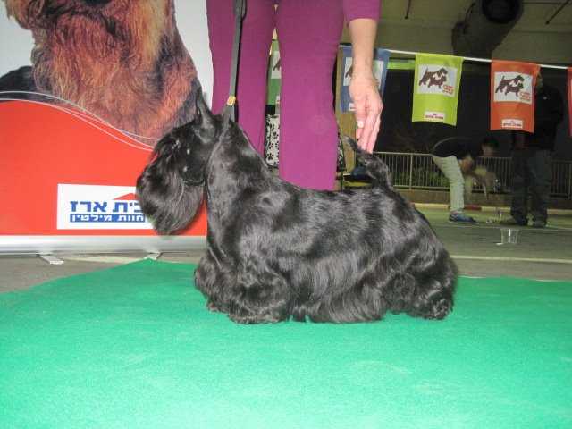 Scottish Impress Santa Salamba | Scottish Terrier 