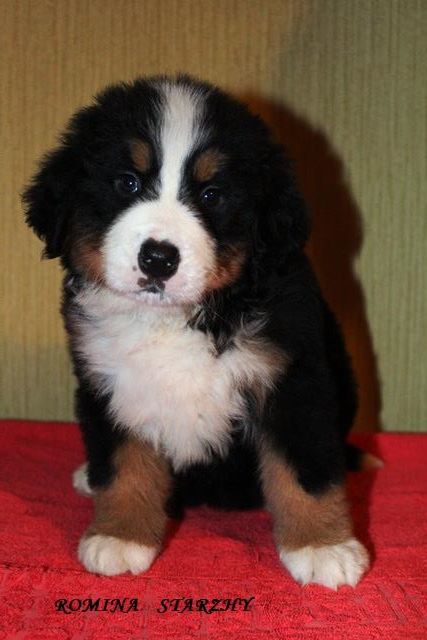 Romina Starzhy | Bernese Mountain Dog 