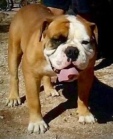 Neal's Bison | Olde English Bulldogge 