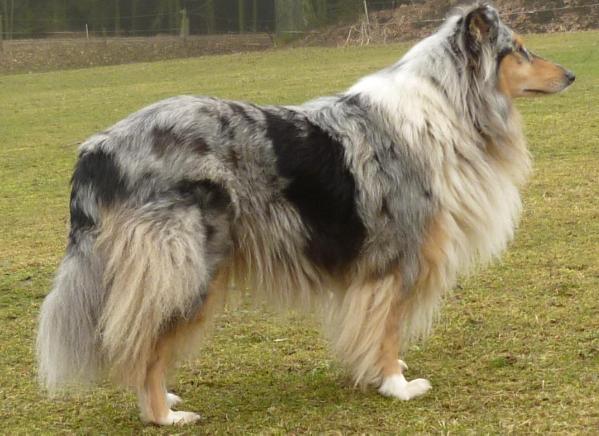 Comteß blue vom krummen See | Rough Collie 