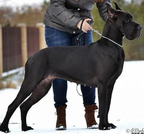 Kreola Modry Efekt | Great Dane 
