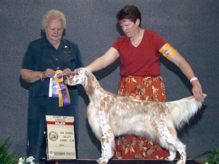 Gold Rush Dance Hall Darling | English Setter 