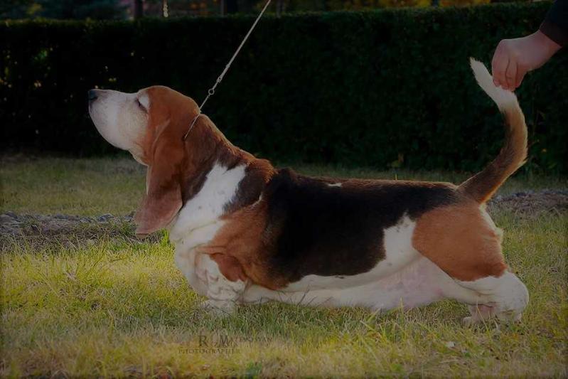 DON CHEZARE MEGA ZVEZDA | Basset Hound 