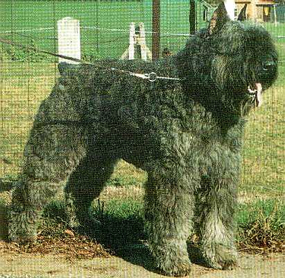 Darwin Grenda v.h. Grendarcohof | Bouvier des Flandres 