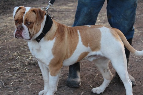 Rose's Chief @ BCK | American Bulldog 