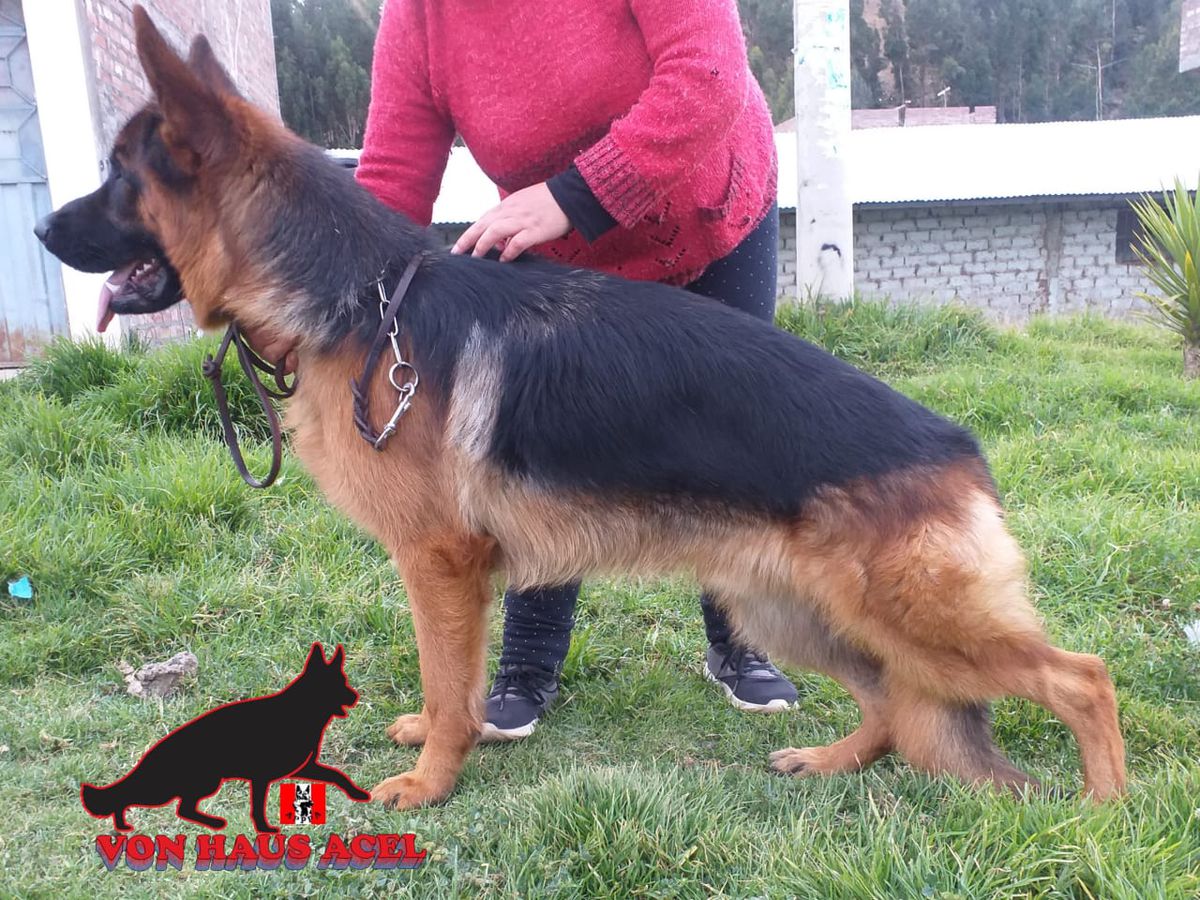 Bhaloo Von Haus Acel | German Shepherd Dog 