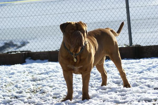 Mr. T z Orisku | Dogue de Bordeaux 