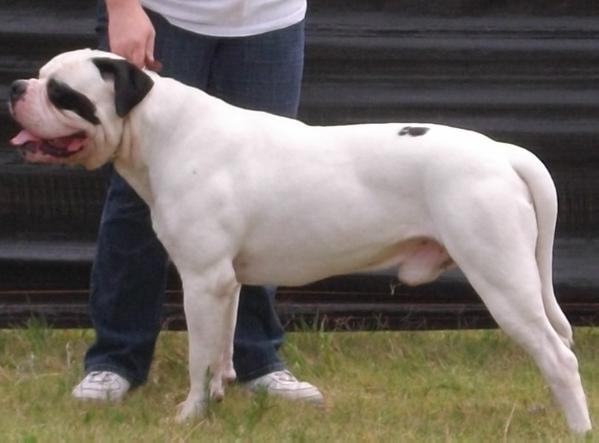 Rock Thrones Hellish Rage | Alapaha Blue Blood Bulldog 