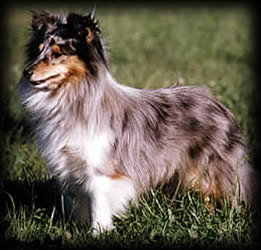 Tiritomba Blue of Silver Shadow | Shetland Sheepdog 