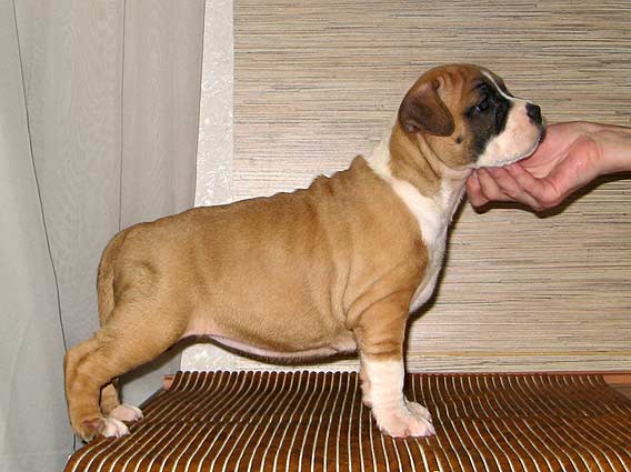 Vitmar`S Nega Real Beauty | American Staffordshire Terrier 