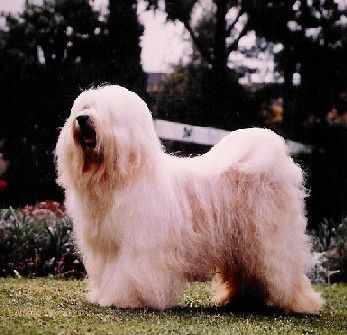 Dokham Cavarodossi of Tintavon | Tibetan Terrier 