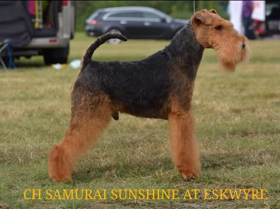 SAMURAI SUNSCHINE At Eskwyre | Welsh Terrier 