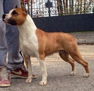 Abate Lilly | American Staffordshire Terrier 