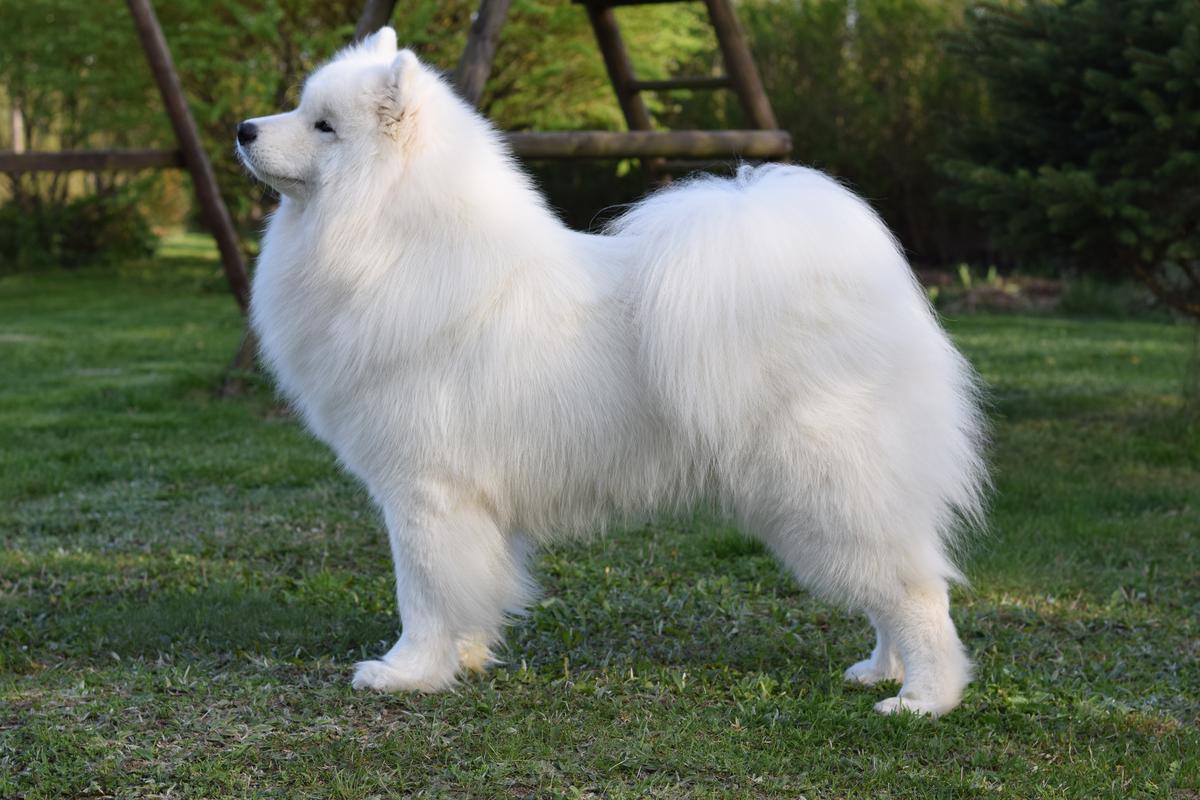 CAMARO OF STITCH Northern Fluff | Samoyed 