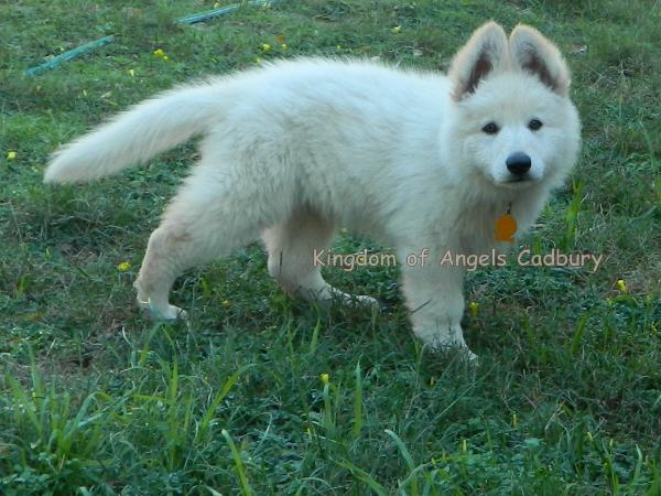 Kingdom of Angels Cadbury | White Swiss Shepherd Dog 