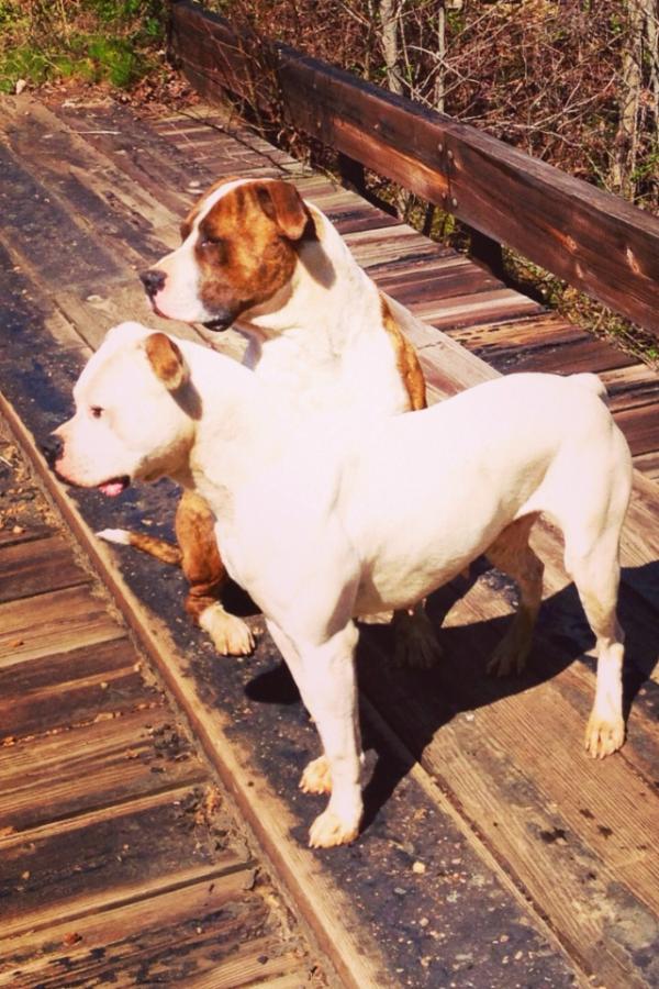 Hog hammers | American Bulldog 